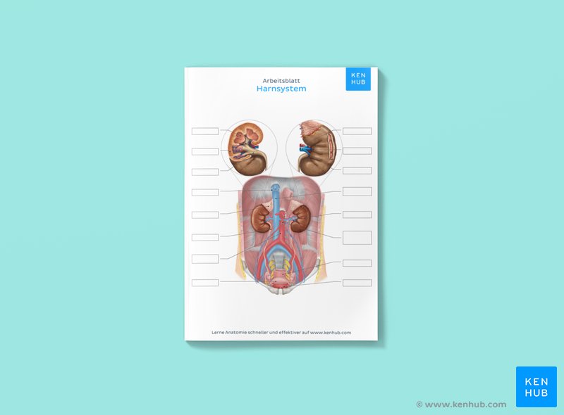Dieses Bild zeigt ein Arbeitsblatt mir einer anatomischen Abbildung des Harnsystems zum Beschriften