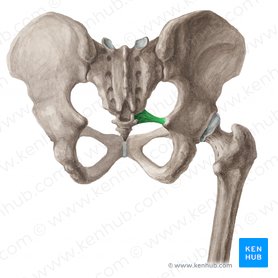 Sacrospinous ligament (Ligamentum sacrospinale); Image: Liene Znotina