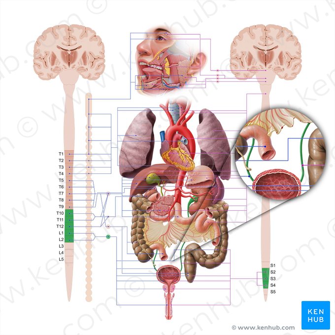 Ureter (Harnleiter); Bild: Paul Kim