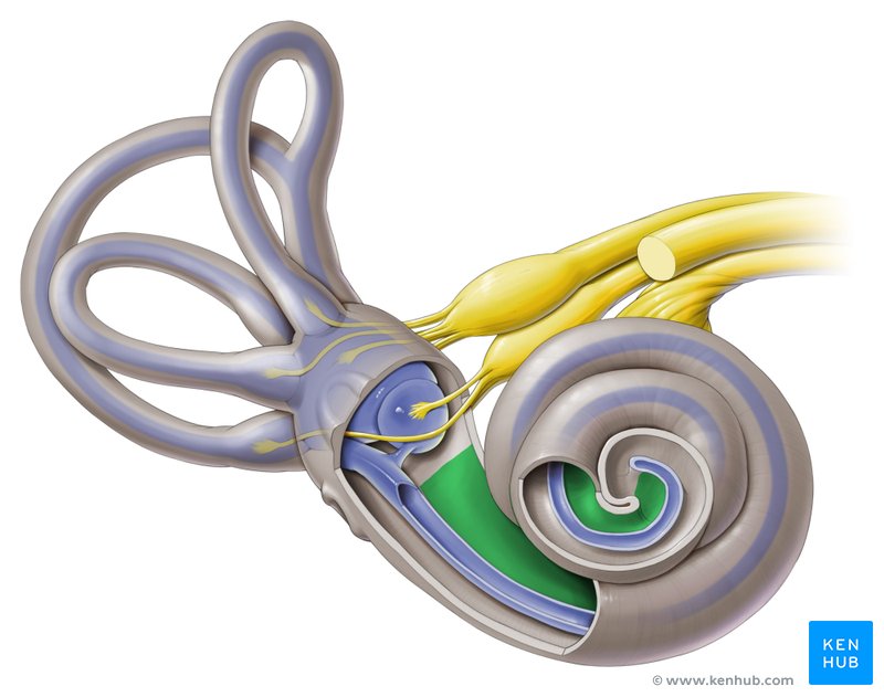 Vestibular duct - ventral view