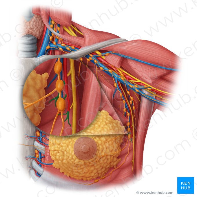 Lateral mammary branches of lateral thoracic artery (Rami mammarii laterales arteriae thoracicae lateralis); Image: Samantha Zimmerman