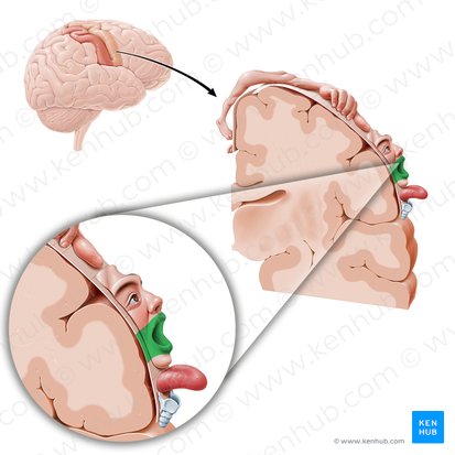 Cortex motorius labiorum (Motorischer Kortex der Lippen); Bild: Paul Kim