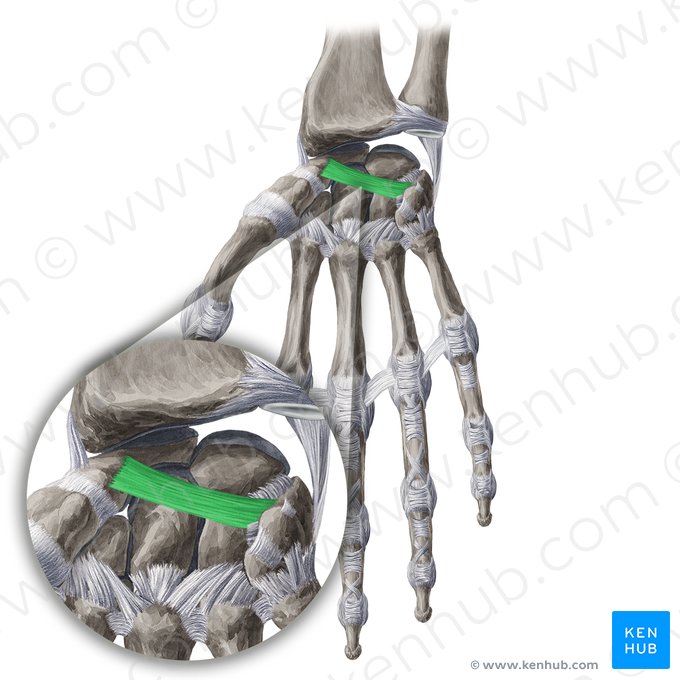 Palmar scaphotriquetral ligament (Ligamentum scaphotriquetrum); Image: Yousun Koh