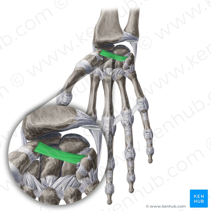 Ligamento escafopiramidal palmar (Ligamentum scaphotriquetrum); Imagem: Yousun Koh