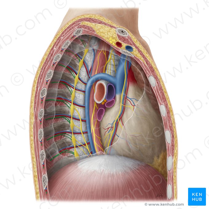 Nervio intercostal (Nervus intercostalis); Imagen: Yousun Koh
