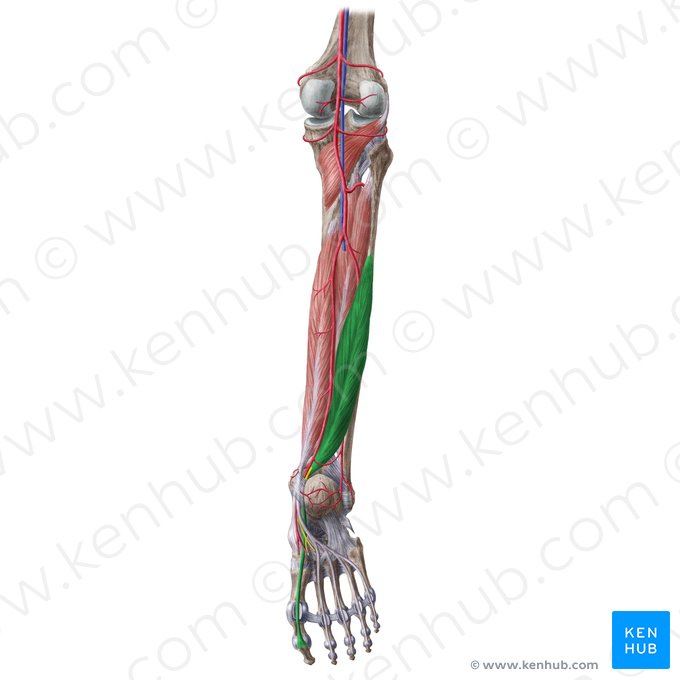 Músculo flexor longo do hálux (Musculus flexor hallucis longus); Imagem: Liene Znotina