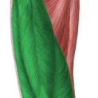 Muscle quadriceps fémoral