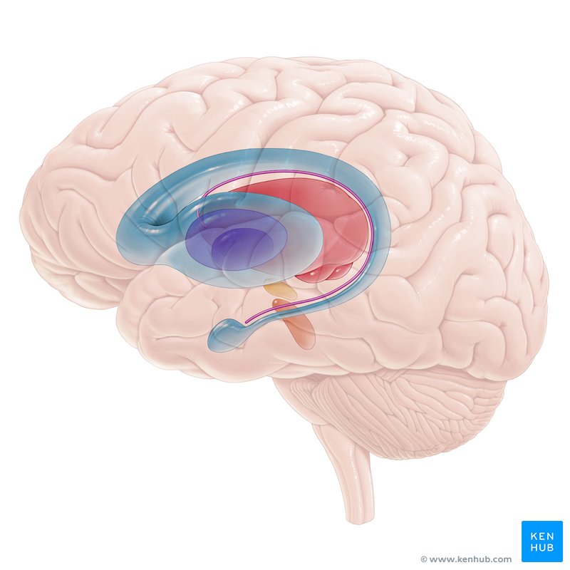 Basal Ganglia - Draw it to Know it, Neuroanatomy 