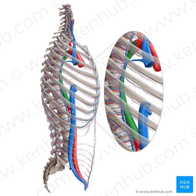 Aorta descendente torácica (Aorta thoracica descendens); Imagem: Paul Kim