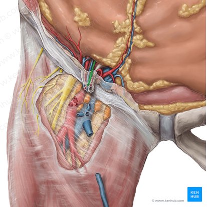 Ramo genital del nervio genitofemoral (Ramus genitalis nervi genitofemoralis); Imagen: Hannah Ely