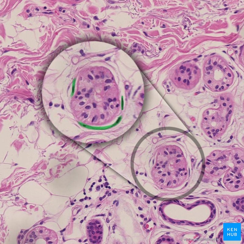 Myoepithelial cells - histological slide