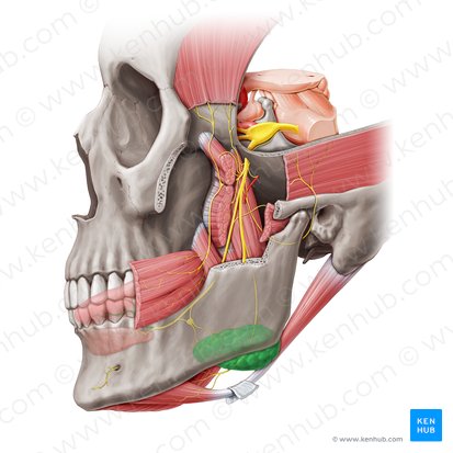 Submandibular gland (Glandula submandibularis); Image: Paul Kim