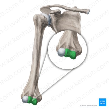 Trochlea of humerus (Trochlea humeri); Image: Yousun Koh