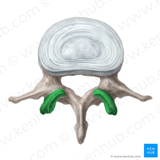 Proceso articular superior de la vértebra (Processus articularis superior vertebrae); Imagen: Liene Znotina