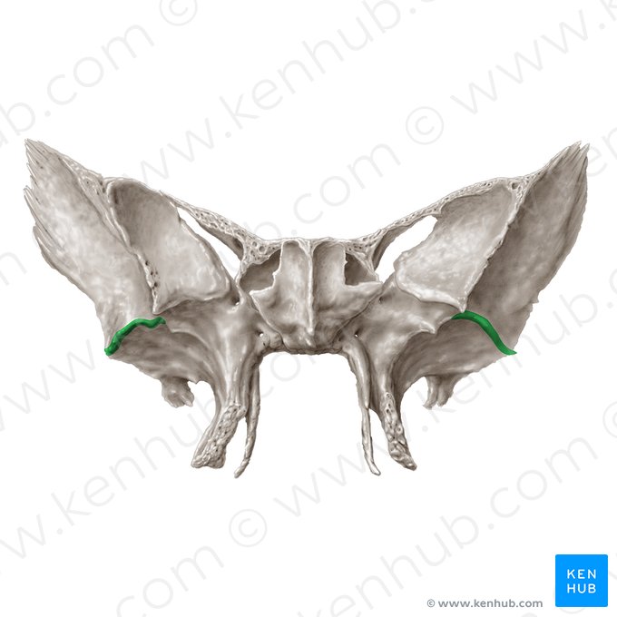 Infratemporal crest of sphenoid bone (Crista infratemporalis ossis sphenoidalis); Image: Samantha Zimmerman