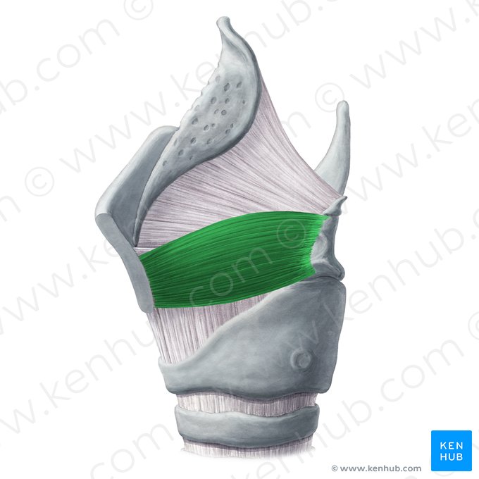 Músculo tiroaritenoideo (Musculus thyroarytenoideus); Imagen: Yousun Koh