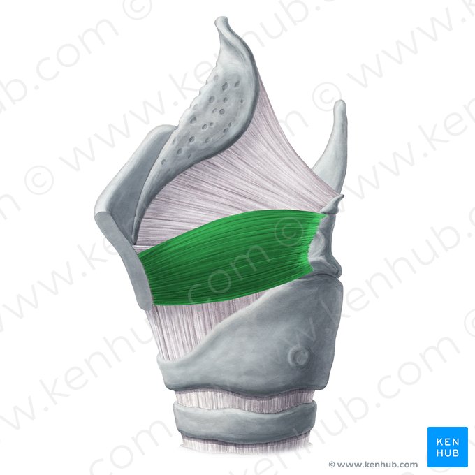 Muscle thyroaryténoïdien (Musculus thyroarytenoideus); Image : Yousun Koh