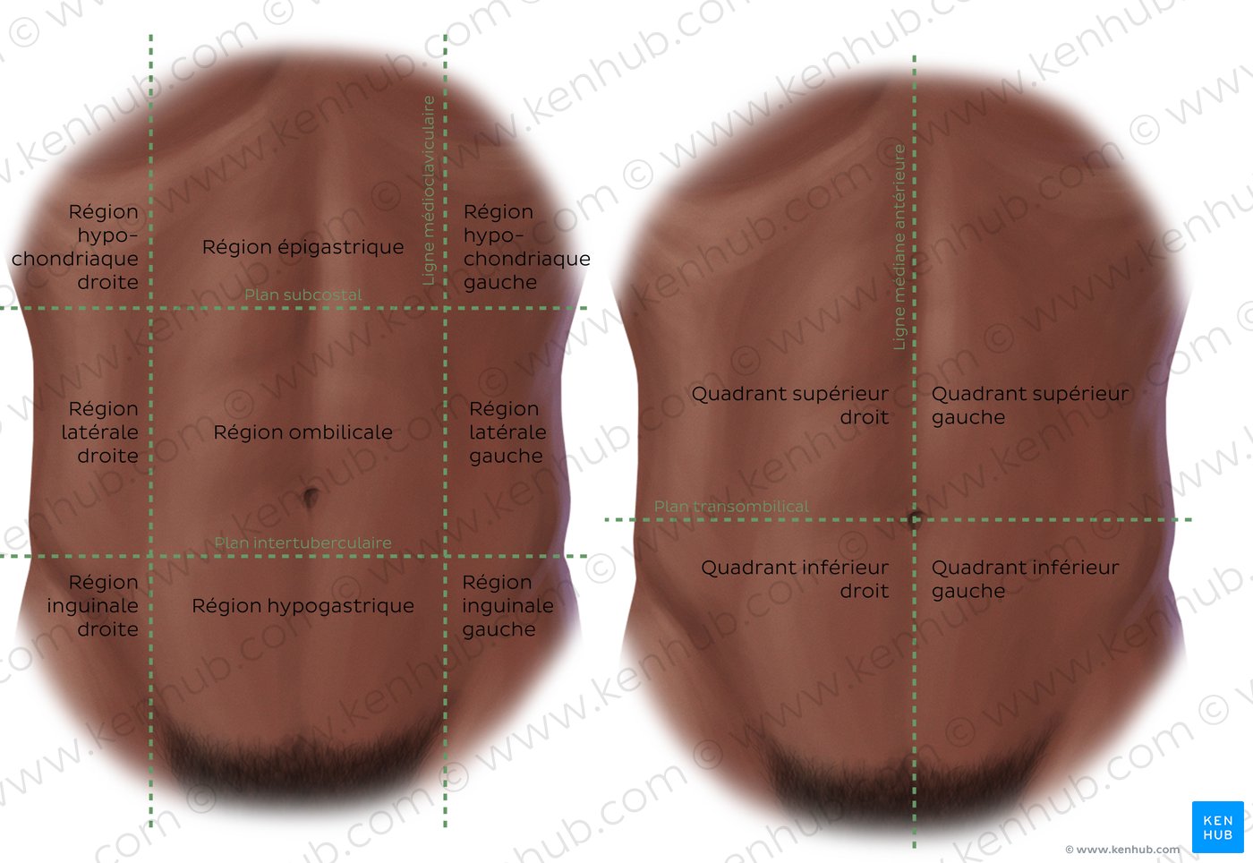Régions de l’abdomen (vues antérieure et postérieure)
