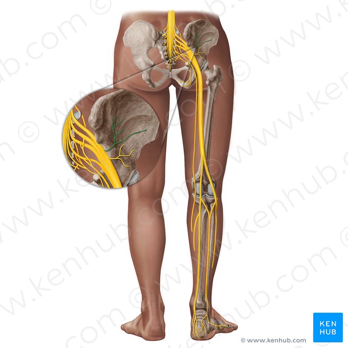 Nervus gluteus superior (Oberer Gesäßnerv); Bild: Irina Münstermann