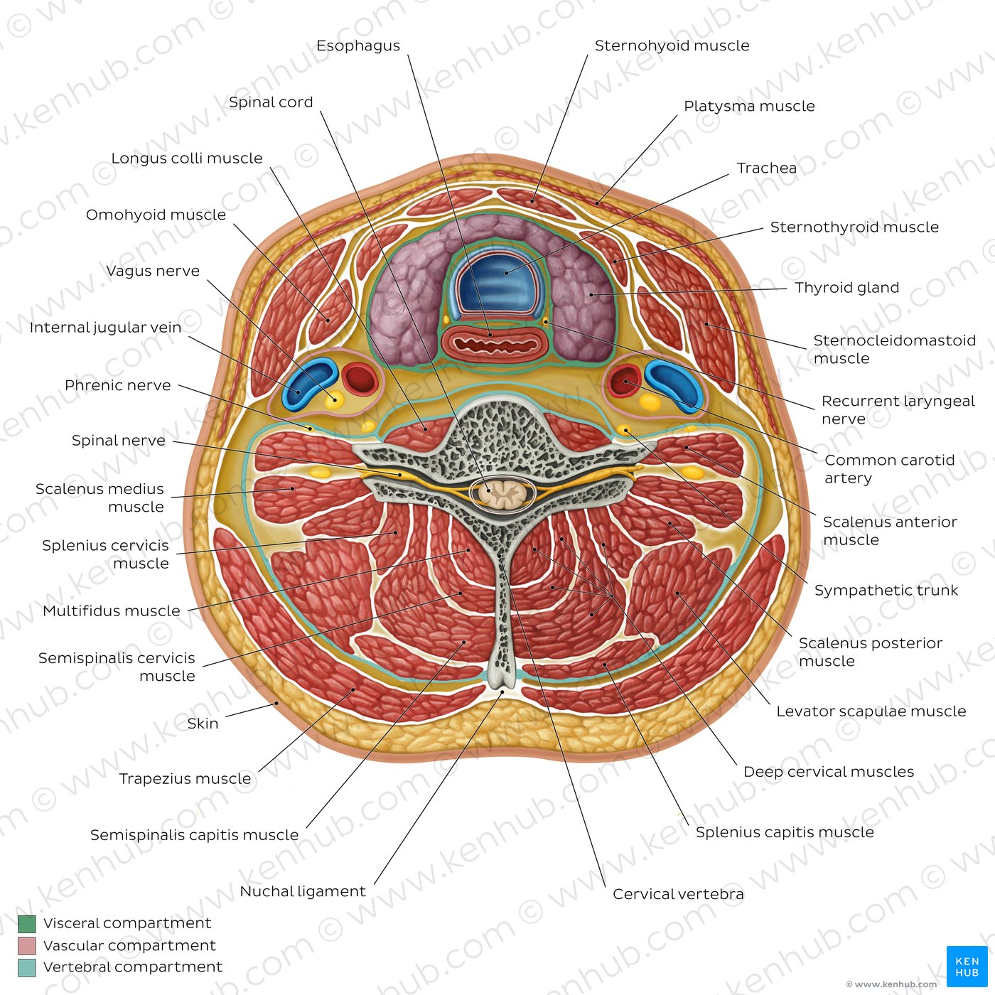 Compartments of the neck: Contents