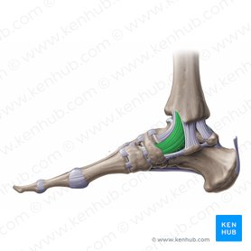 Tibionavicular ligament (Ligamentum tibionaviculare); Image: Paul Kim