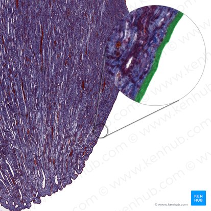 Epithelium simplex columnare papillae renalis (Einschichtiges hochprismatisches Epithel der Nierenpapille); Bild: 