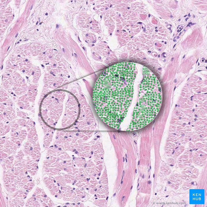 Myofibril - histological slide