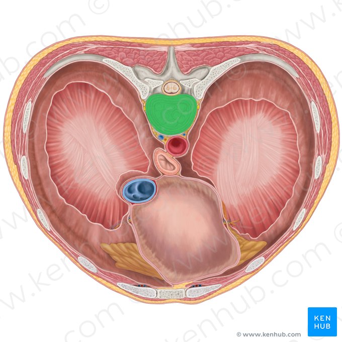 Intervertebral discs T7-T8 (Disci intervertebrales T7-T8); Image: Brendon Farley