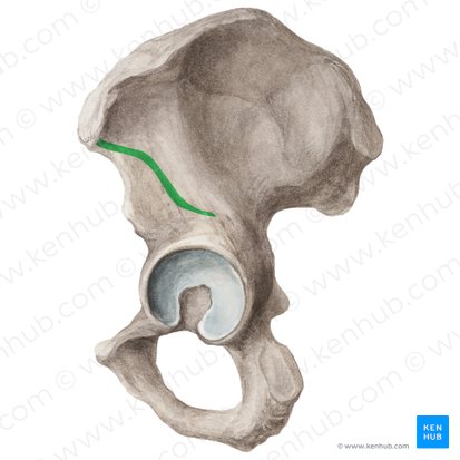 Inferior gluteal line of ilium (Linea glutea inferior ossis ilii); Image: Liene Znotina