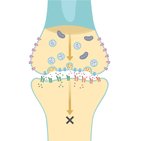 Inhibitory neurotransmitters
