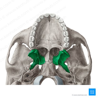 Pterygoid process of sphenoid bone (Processus pterygoideus ossis sphenoidalis); Image: Yousun Koh