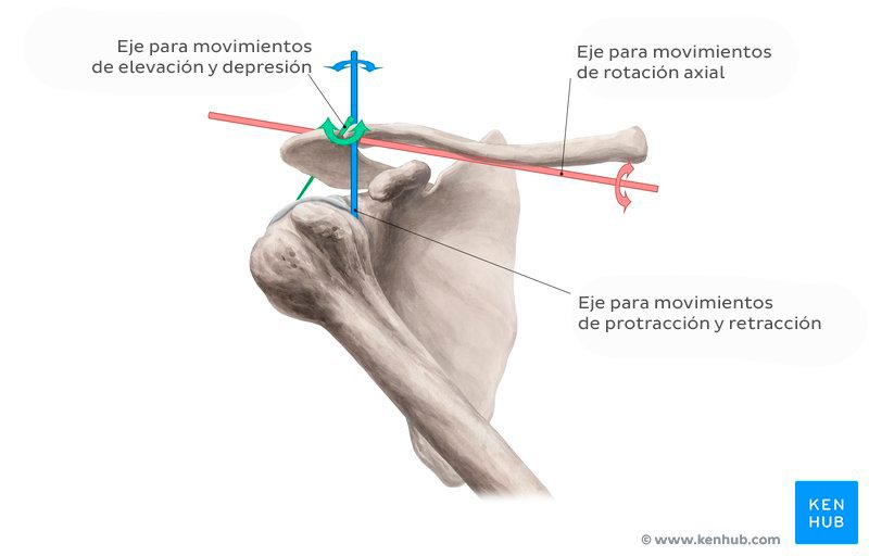 Movimientos de la articulación acromioclavicular