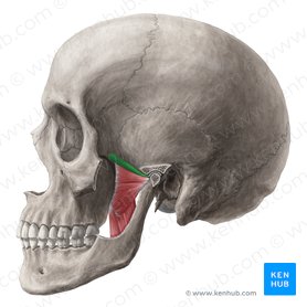 Cabeça superior do músculo pterigóideo lateral (Caput superius musculi pterygoidei lateralis); Imagem: Yousun Koh