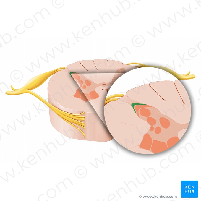 Núcleo marginal (Nucleus marginalis); Imagen: Paul Kim