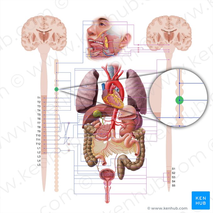 Inferior cervical ganglion (Ganglion cervicale inferius); Image: Paul Kim