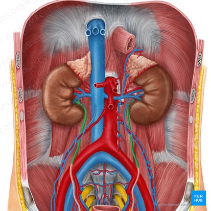 Porción abdominal del uréter (Pars abdominalis ureteris); Imagen: Irina Münstermann