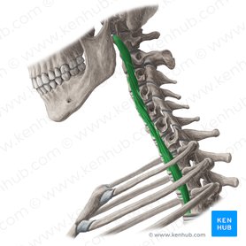 Músculo longo do pescoço (Musculus longus colli); Imagem: Yousun Koh
