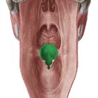 Epiglottis