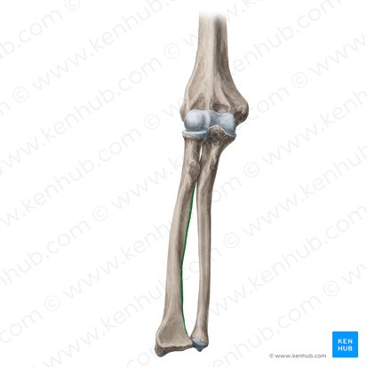 Interosseous border of radius (Margo interosseus radii); Image: Yousun Koh