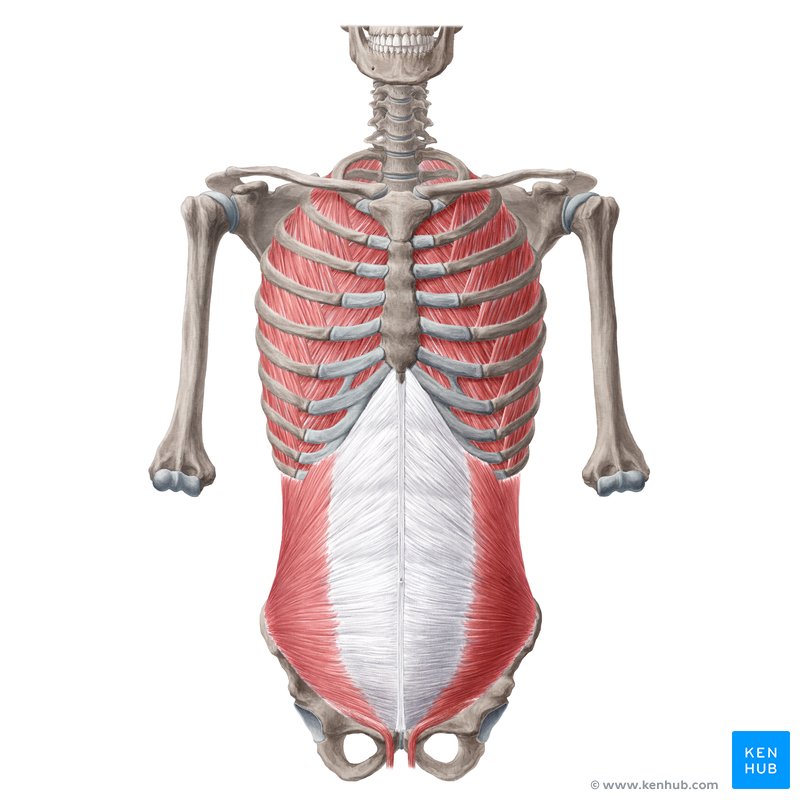 Bones of the trunk and body, with muscles of the abdominal and thoracic wall from the anterior view.