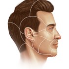 Regions of the head and neck