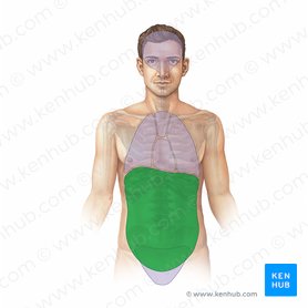 Abdomen and pelvis: structure and function | Kenhub