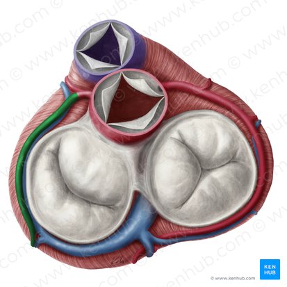 Arteria circunfleja del corazón (Arteria circumflexa cordis); Imagen: Yousun Koh