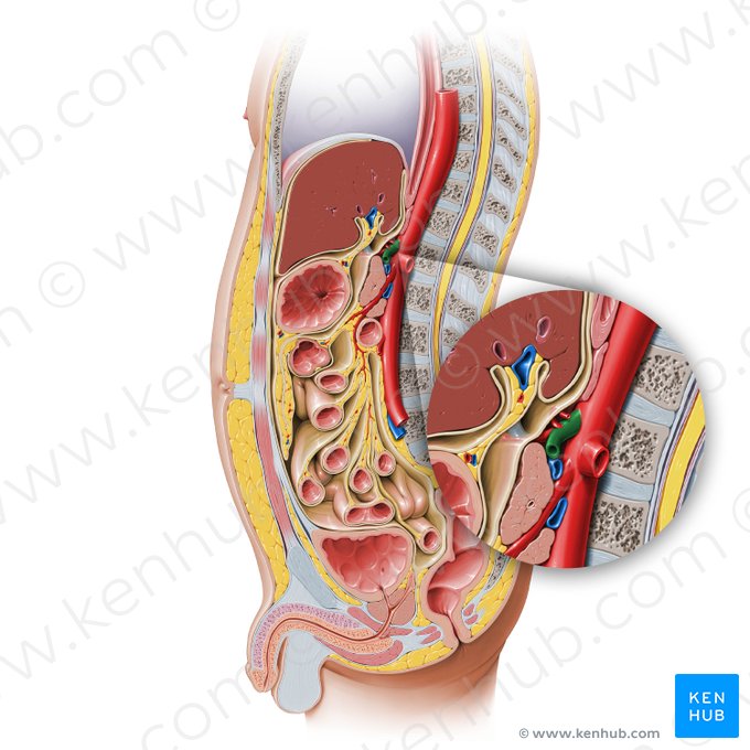 Splenic artery (Arteria splenica); Image: Paul Kim
