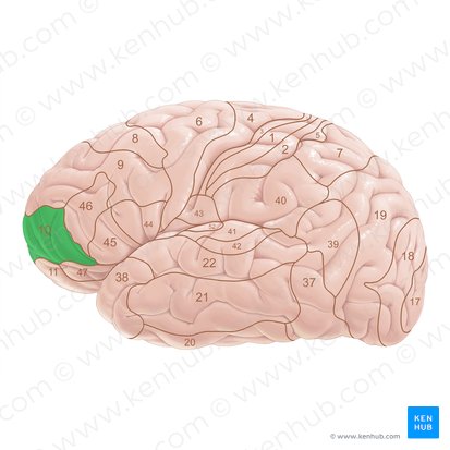 Brodmann area 10 (Area Brodmann 10); Image: Paul Kim