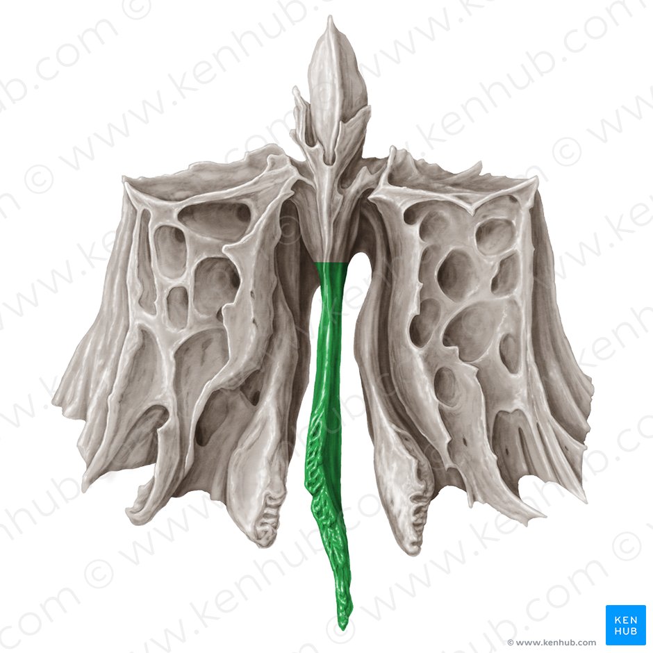 Ethmoid Bone Anatomy Borders And Development Kenhub