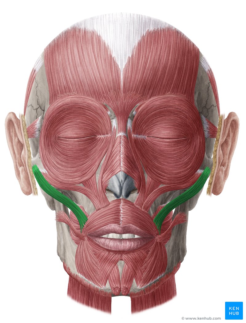 Zygomaticus major muscle (Musculus zygomaticus major)