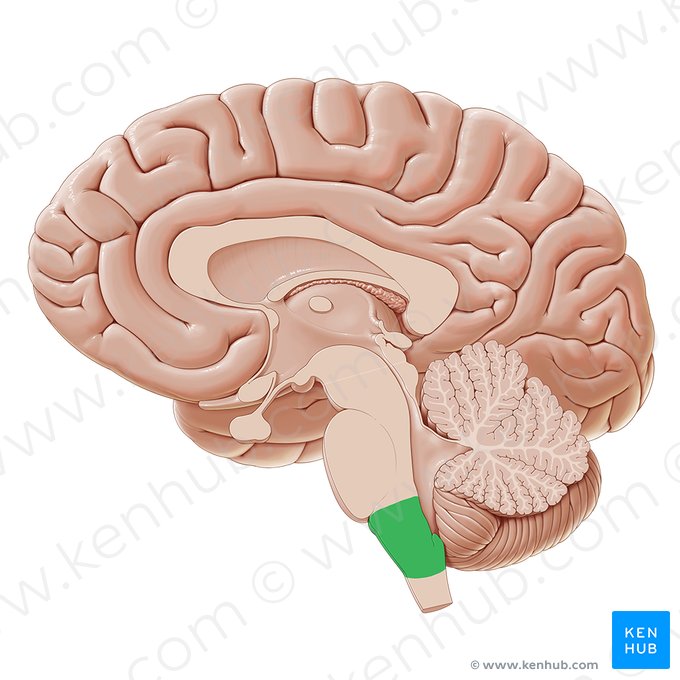 Medulla oblongata; Image: Paul Kim