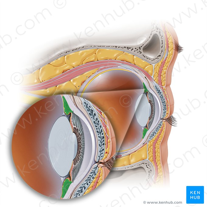 Corps ciliaire (Corpus ciliare); Image : Paul Kim