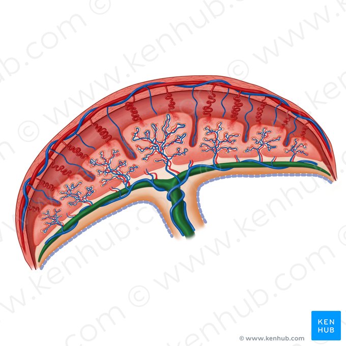 Vena umbilical (Vena umbilicalis); Imagen: Irina Münstermann